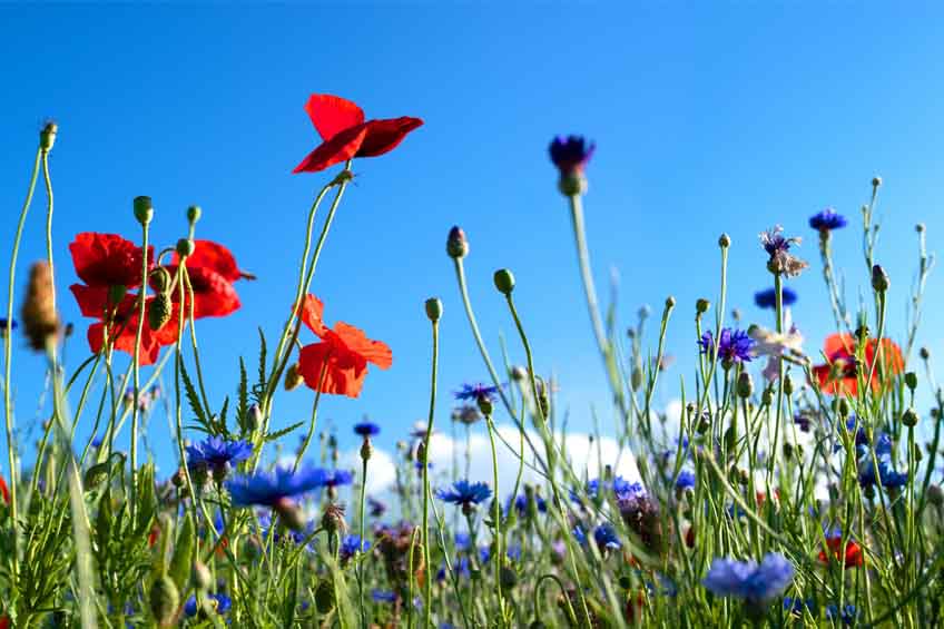 10 Hierbas Naturales